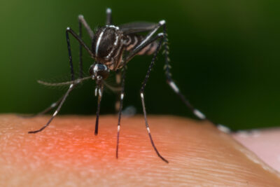 Macro of mosquito (Aedes aegypti) sucking blood close up on the human skin. Mosquito is carrier of Malaria Encephalitis Dengue and Zika virus process in red danger signs style